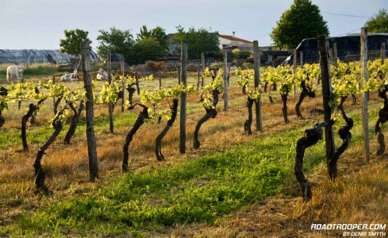 Vines at the back of Le Relais de Touvent